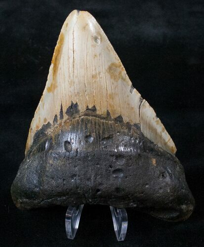 Bargain Megalodon Tooth - North Carolina #13826